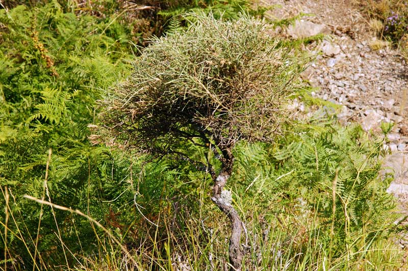 Genista pichisermolliana/ ginestra di Pichi Sermolli